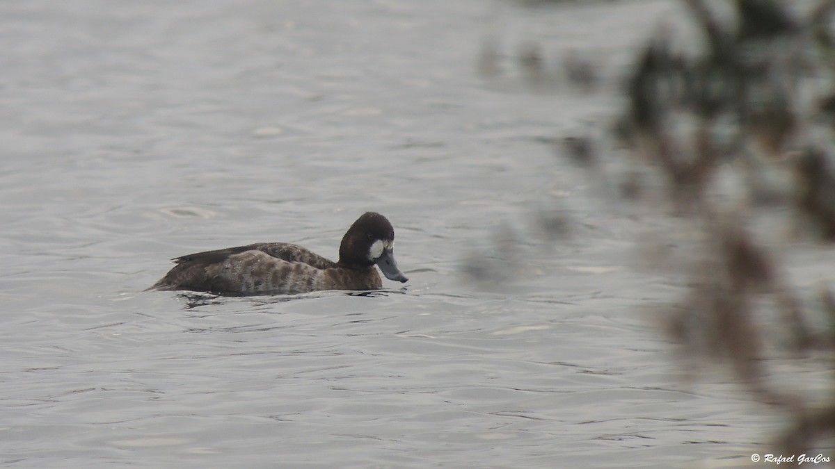 Lesser Scaup - Rafael García
