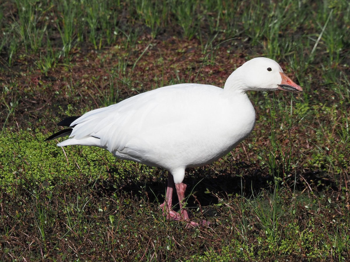 Snow Goose - Richard Kaskan