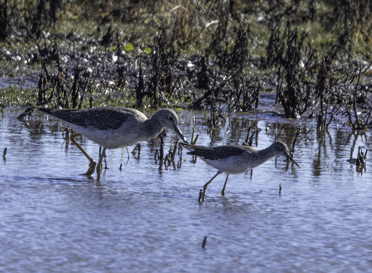 Lesser Yellowlegs - ML611940026