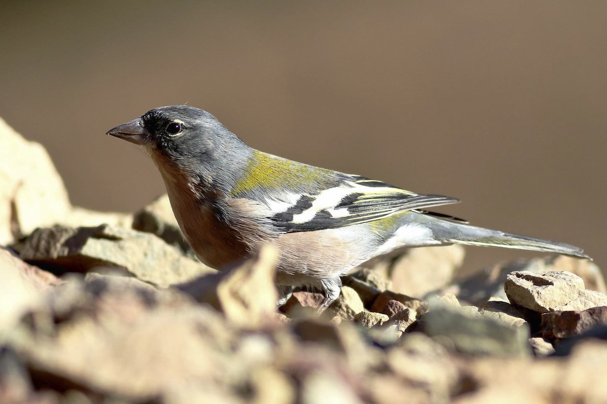 African Chaffinch (African) - Stefan Hirsch