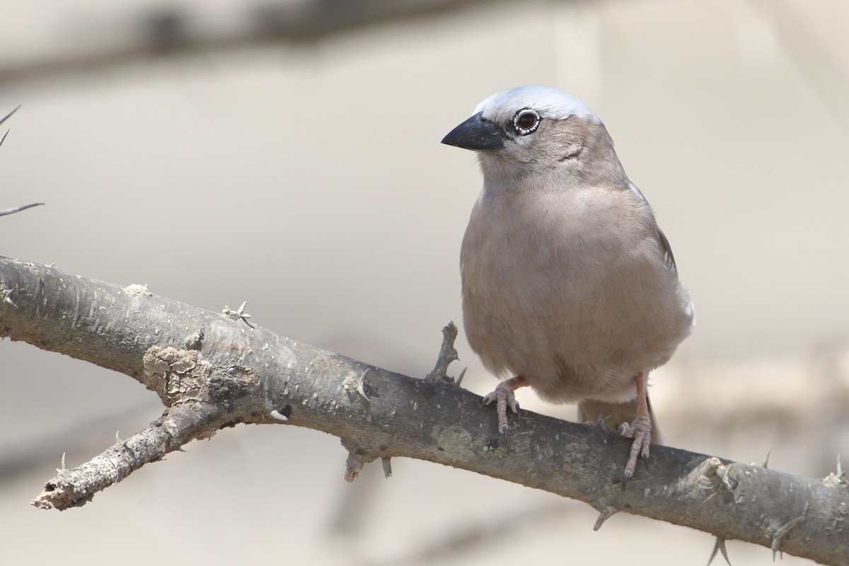 Gray-capped Social-Weaver - ML611940044