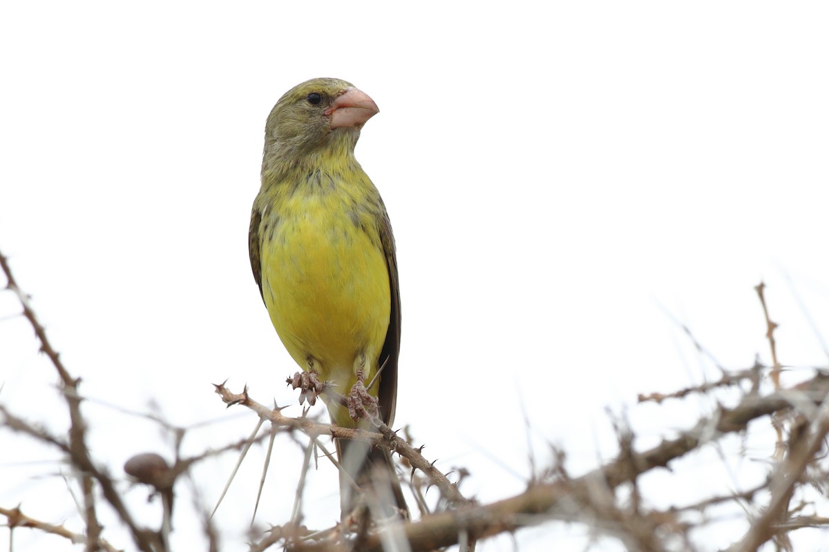 Southern Grosbeak-Canary - ML611940141