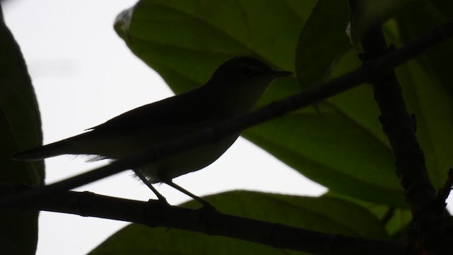 Blyth's Reed Warbler - ML611940212