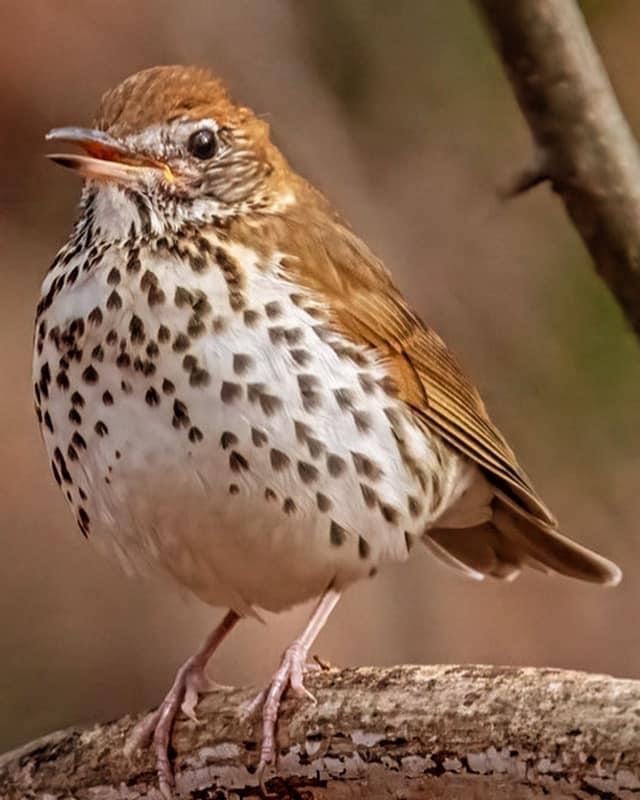 Wood Thrush - ML611940237
