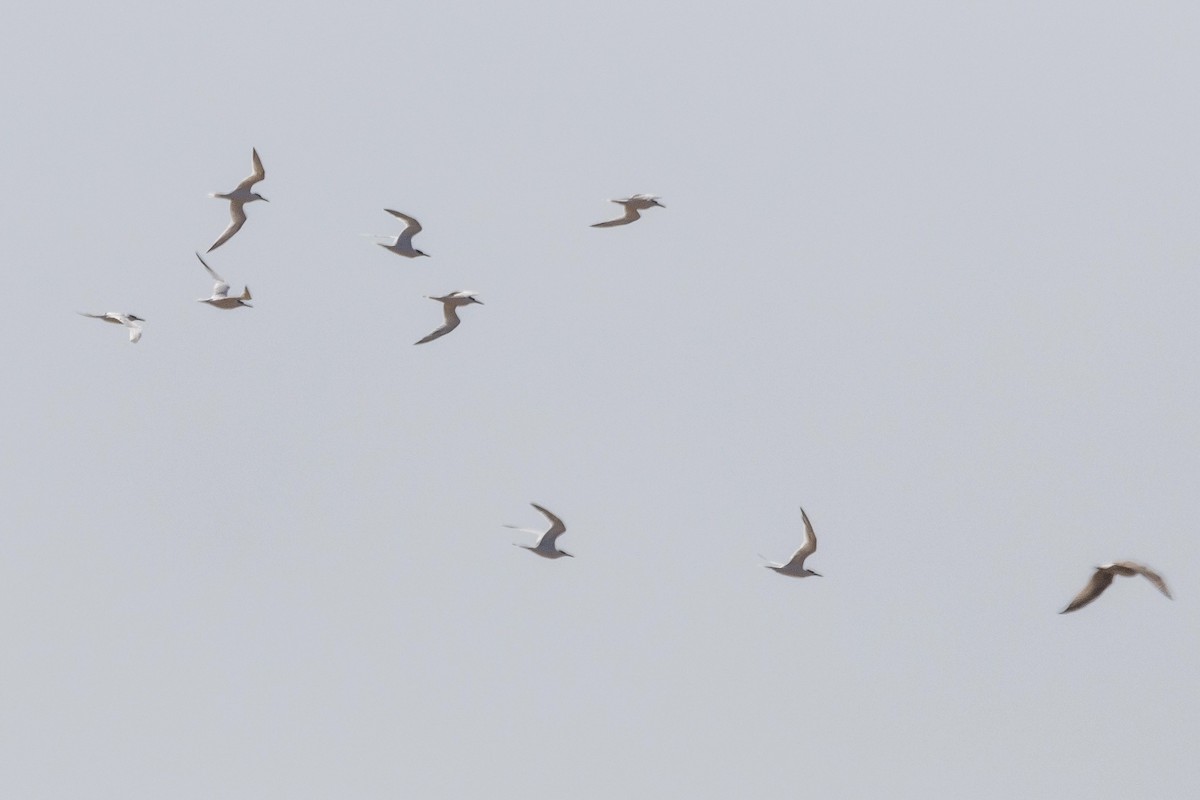 Sandwich Tern (Eurasian) - ML611940244