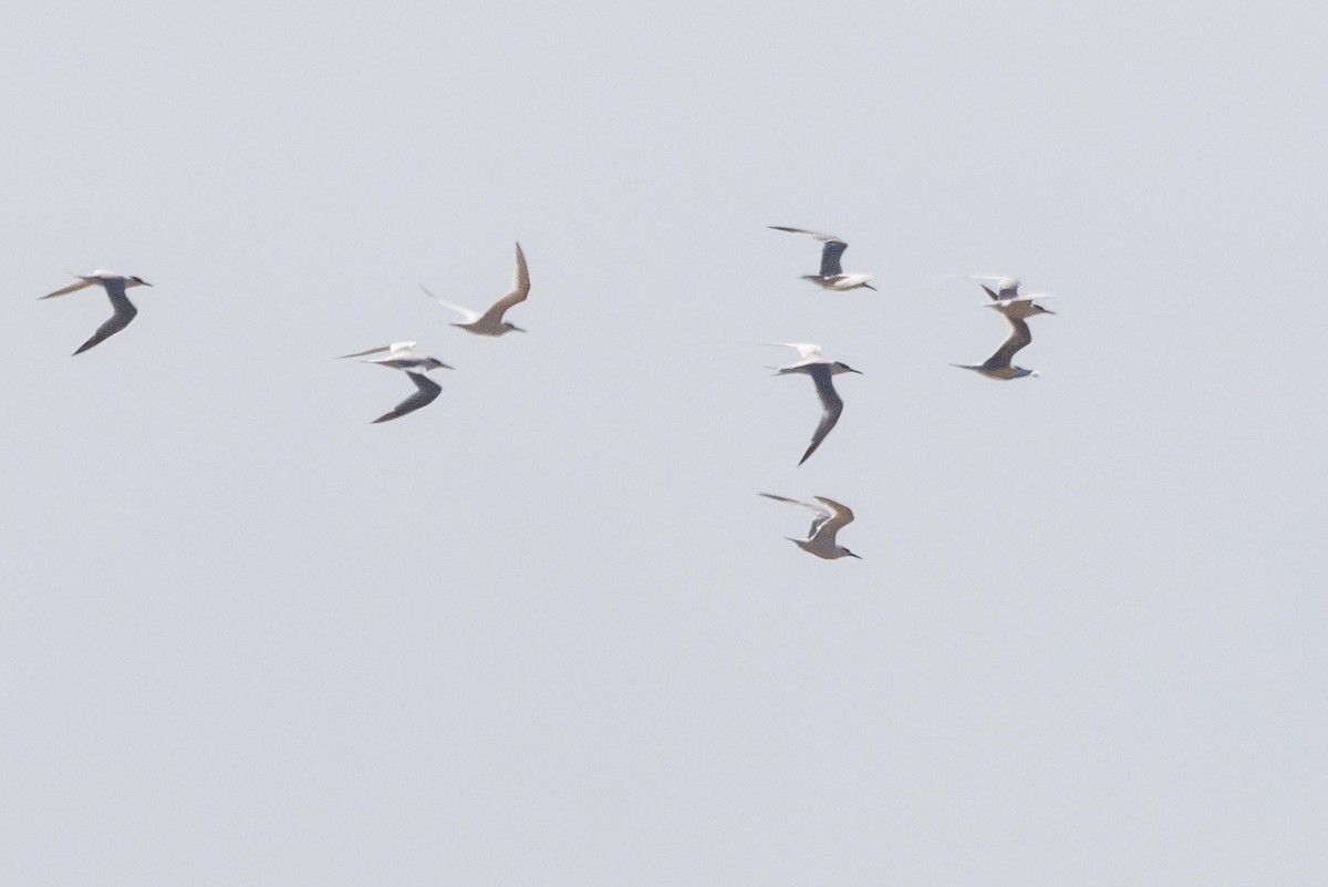 Sandwich Tern (Eurasian) - ML611940246