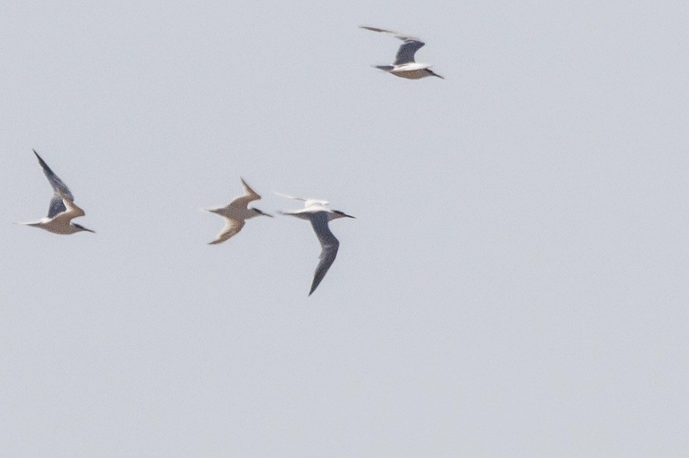 Sandwich Tern (Eurasian) - ML611940247