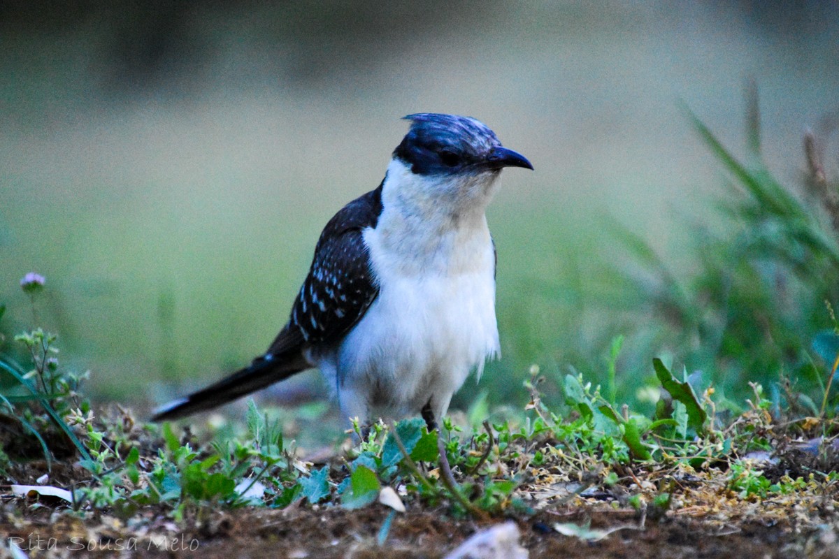 Great Spotted Cuckoo - Rita Melo