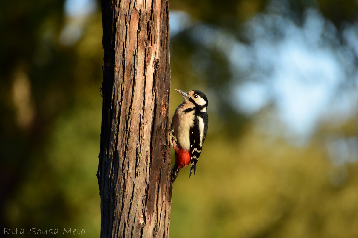 Great Spotted Woodpecker - Rita Melo