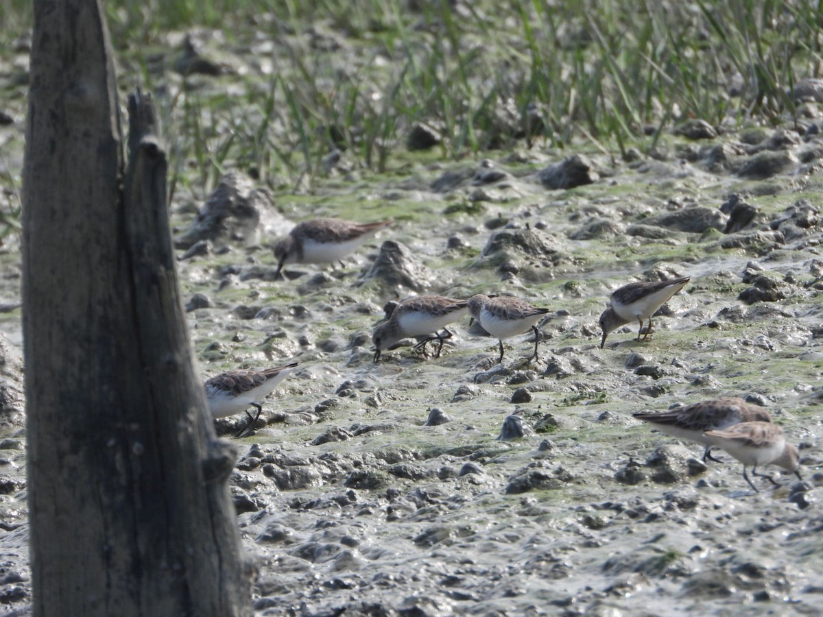 Little Stint - ML611940296