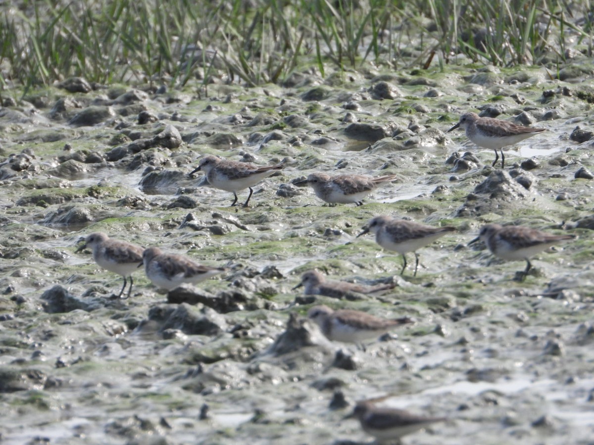 Little Stint - ML611940297