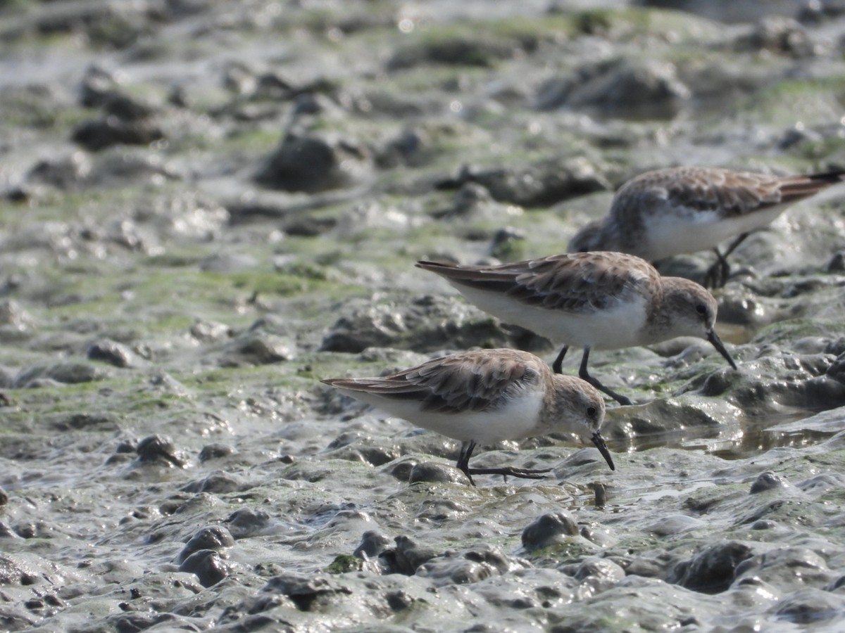 Little Stint - ML611940299