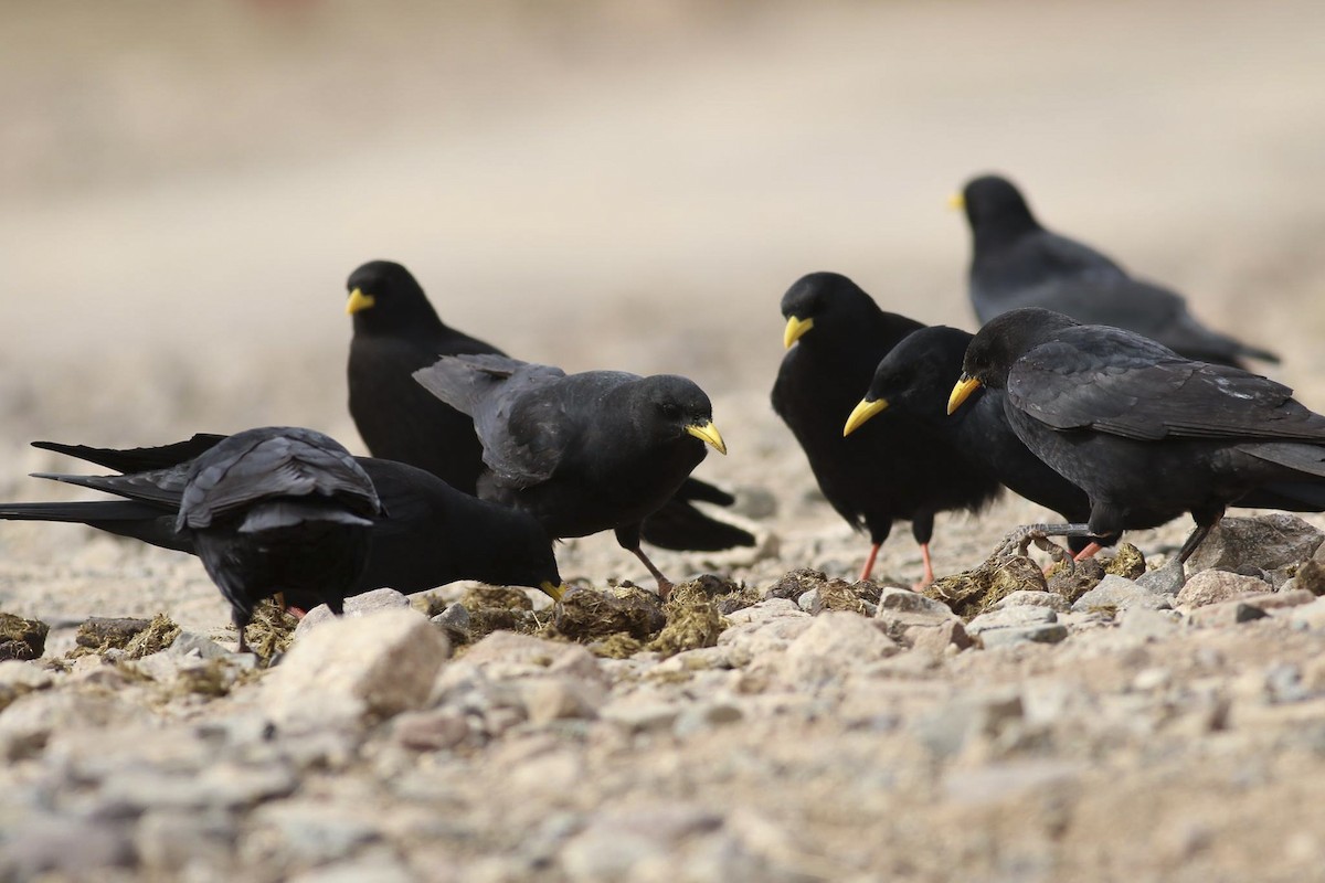 Yellow-billed Chough - ML611940312