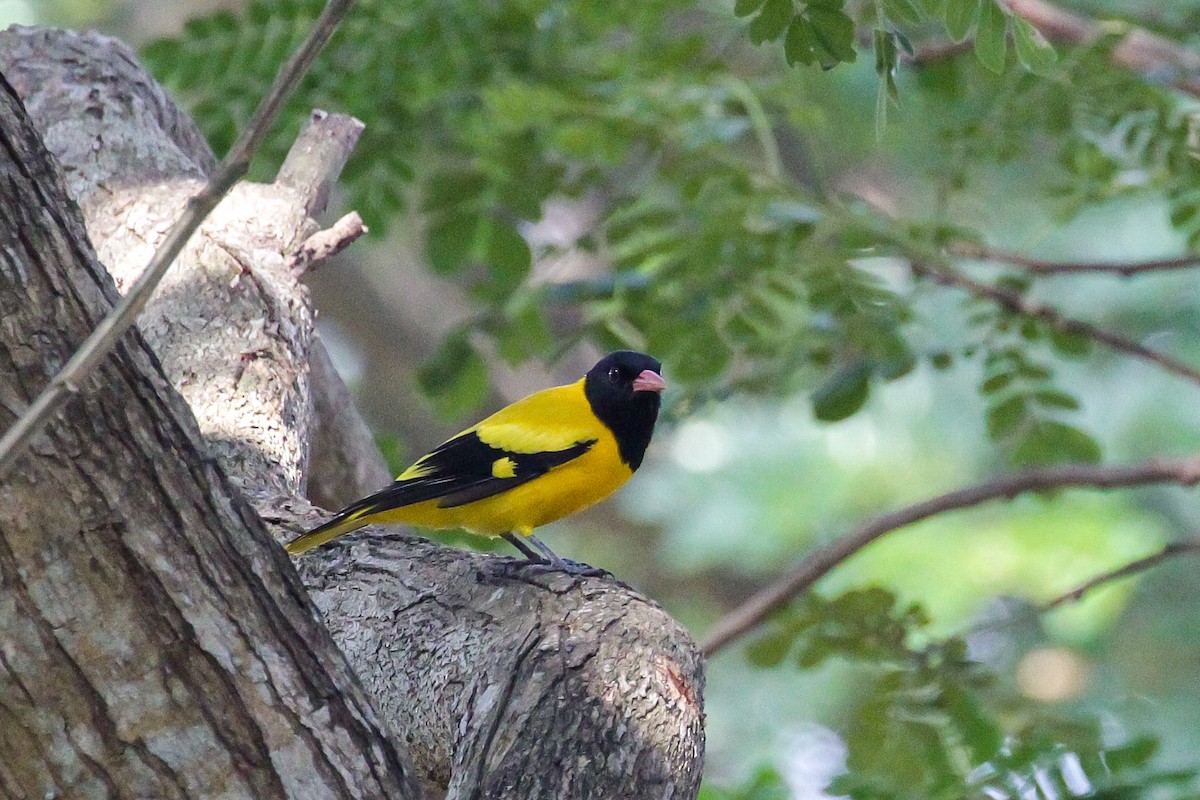 Black-hooded Oriole - Arijit Mukhopadhyay