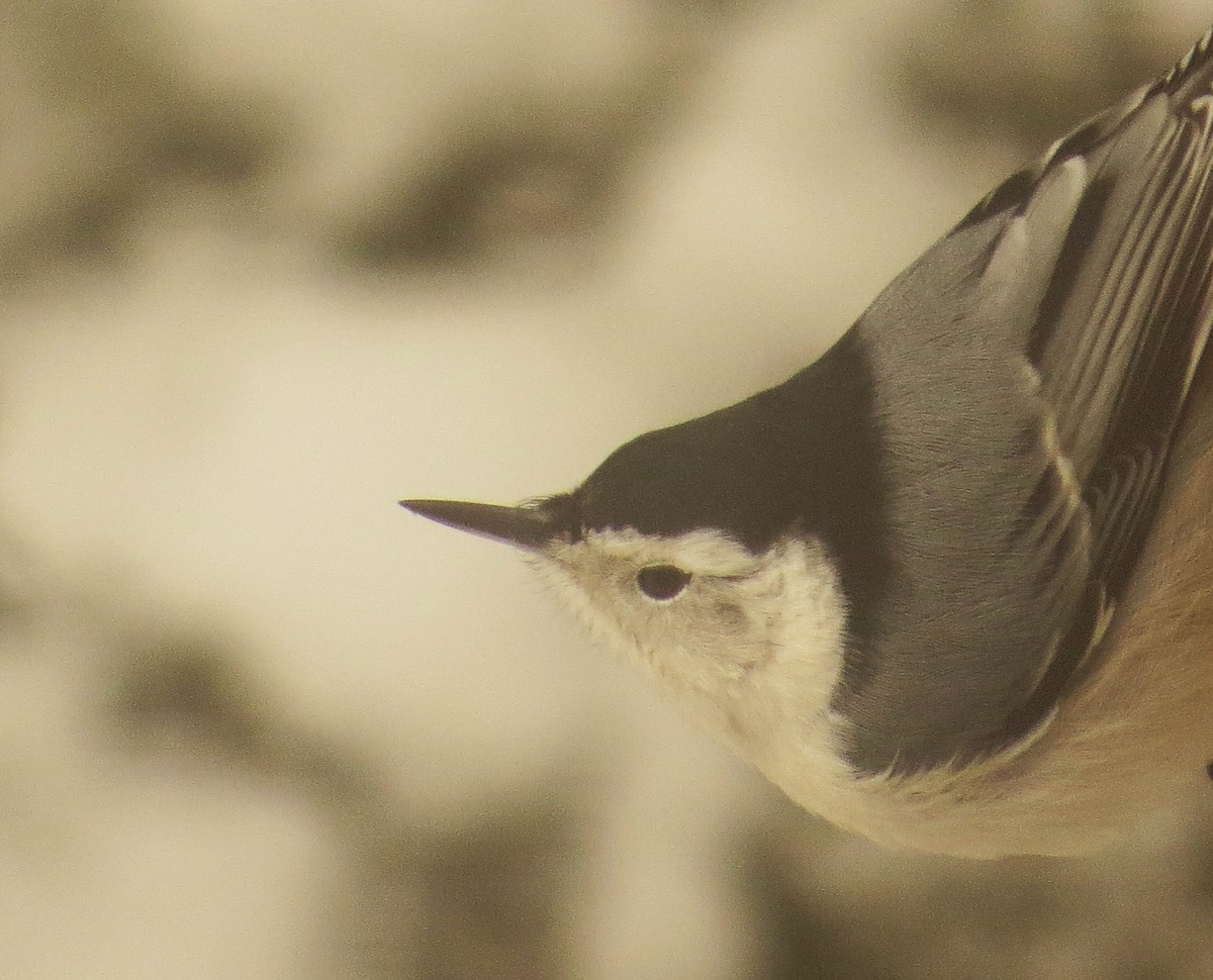 White-breasted Nuthatch - ML611940316