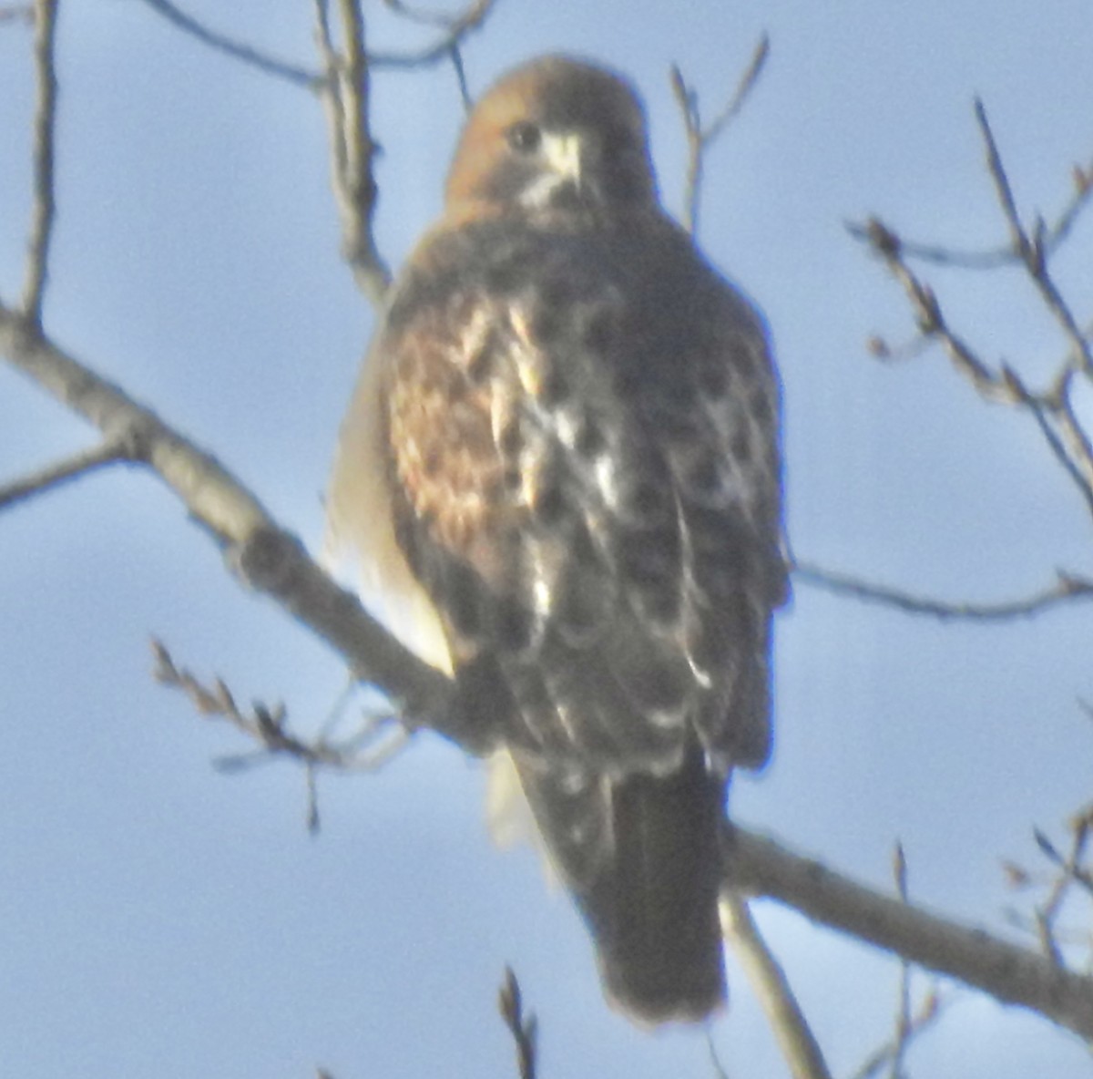 Red-tailed Hawk - John Grossa