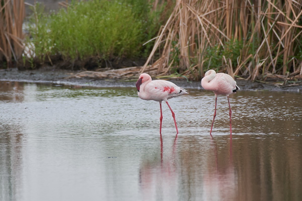 Lesser Flamingo - ML611940370