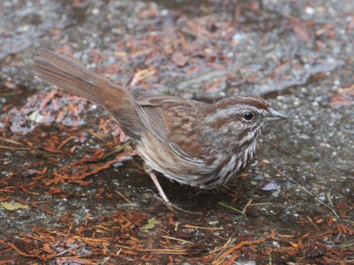 Song Sparrow - ML611940375