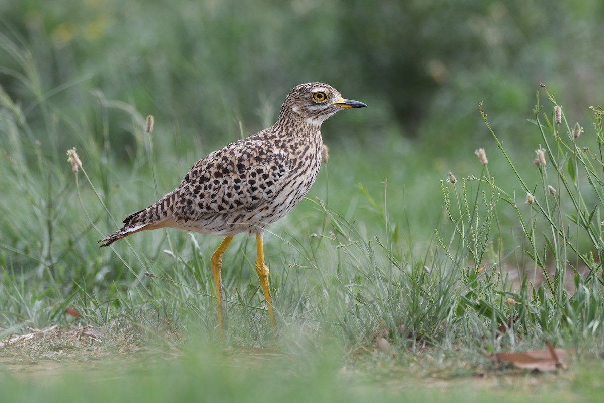 Spotted Thick-knee - ML611940393