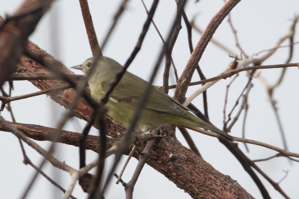 Orange-crowned Warbler - Jennie Leonard