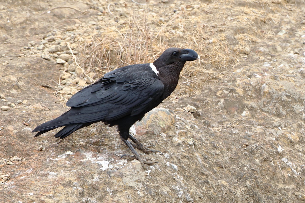 White-necked Raven - ML611940479