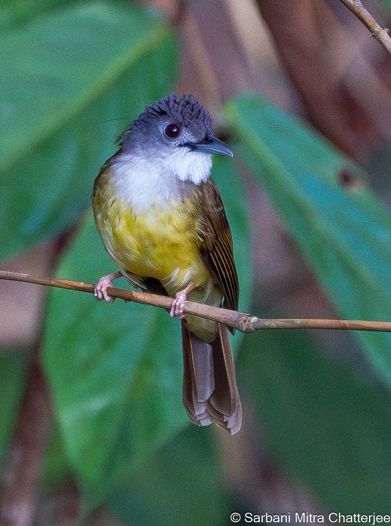 Yellow-bellied Bulbul - ML611940587