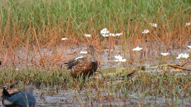 Canard souchet - ML611940588