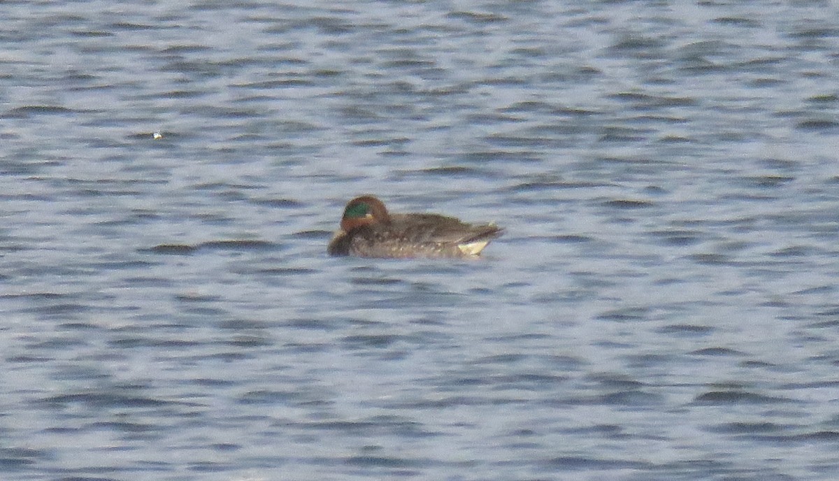 Green-winged Teal - ML611940663