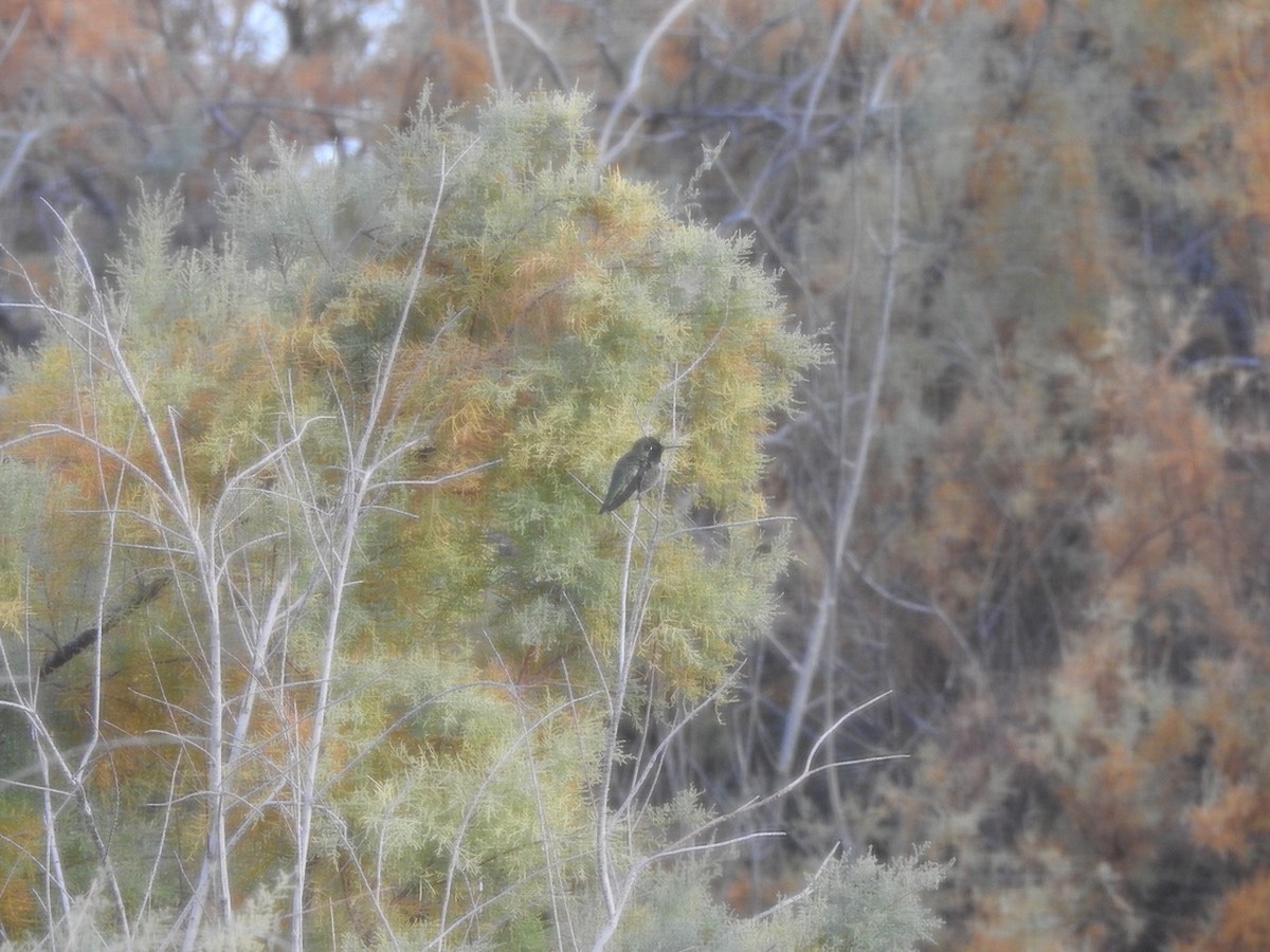 Anna's Hummingbird - ML611940686