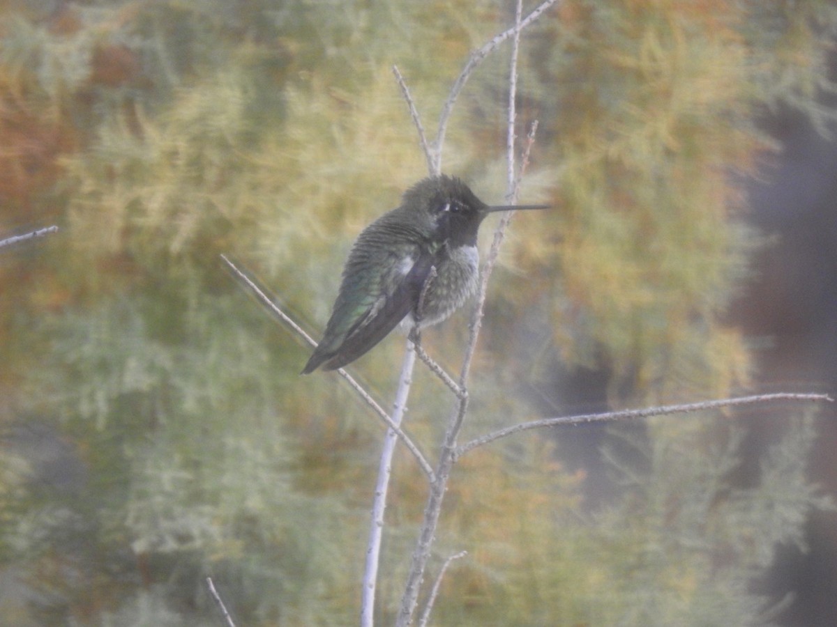 Anna's Hummingbird - ML611940687