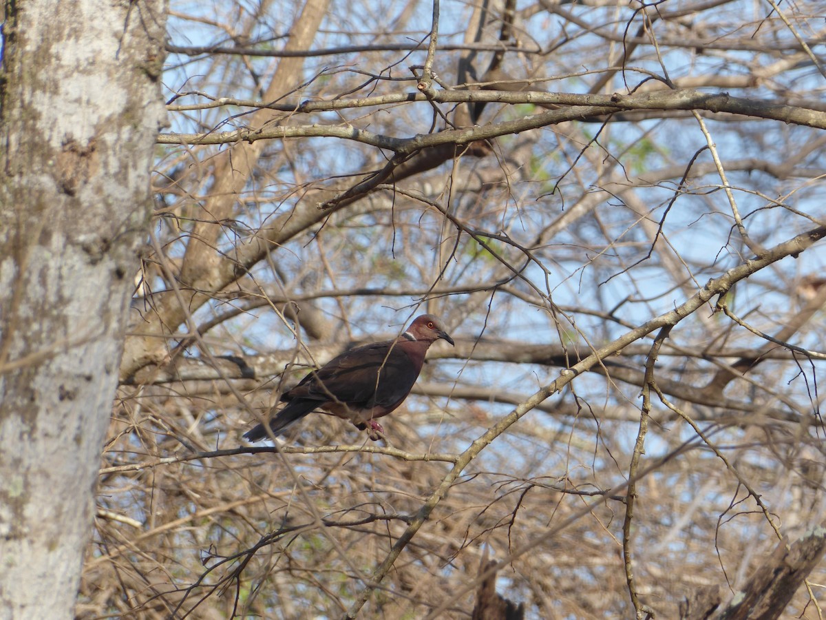 Sunda Collared-Dove - ML611940697