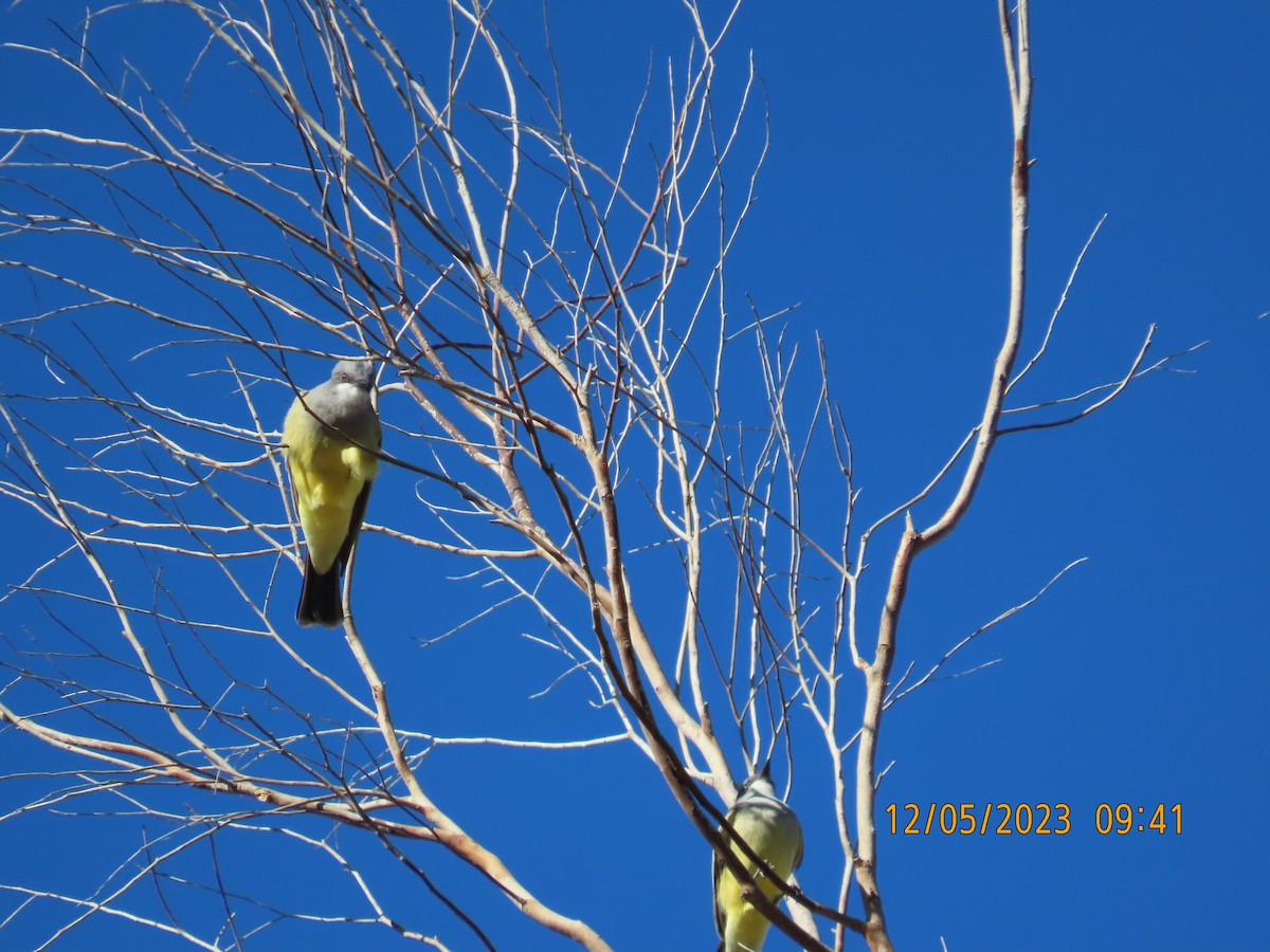 Cassin's Kingbird - ML611940726