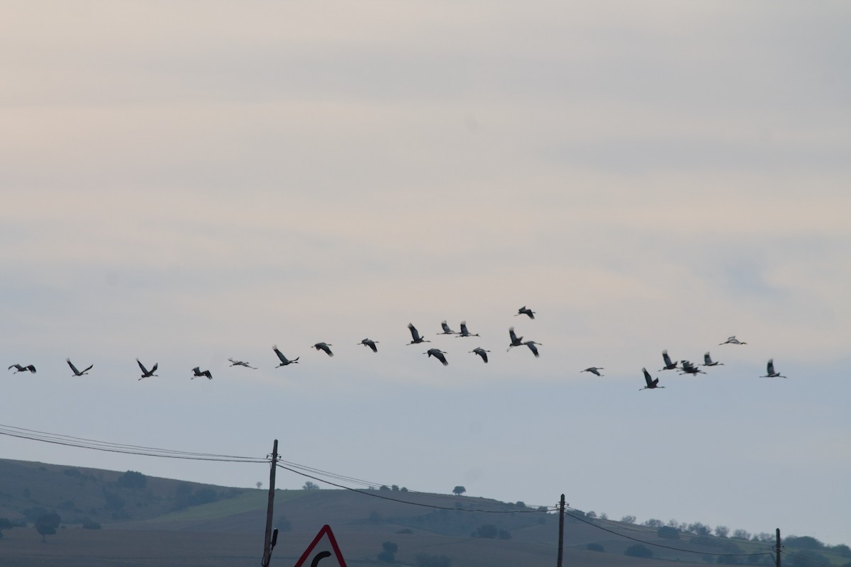 Common Crane - ML611940760