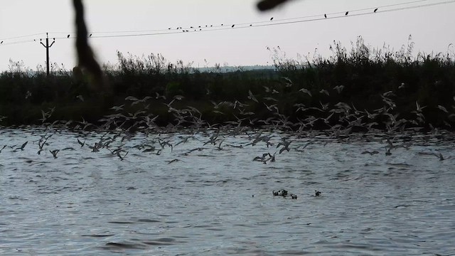 Whiskered Tern - ML611940819