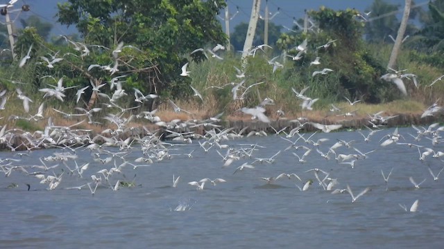 Whiskered Tern - ML611940820