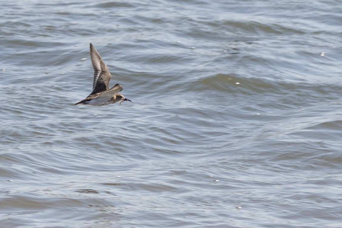 Dunlin - ML611940874