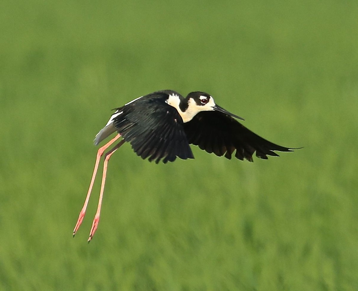 Black-necked Stilt - ML61194091