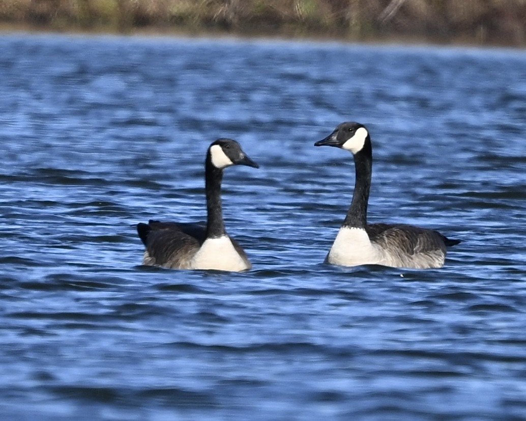 Canada Goose - ML611940924