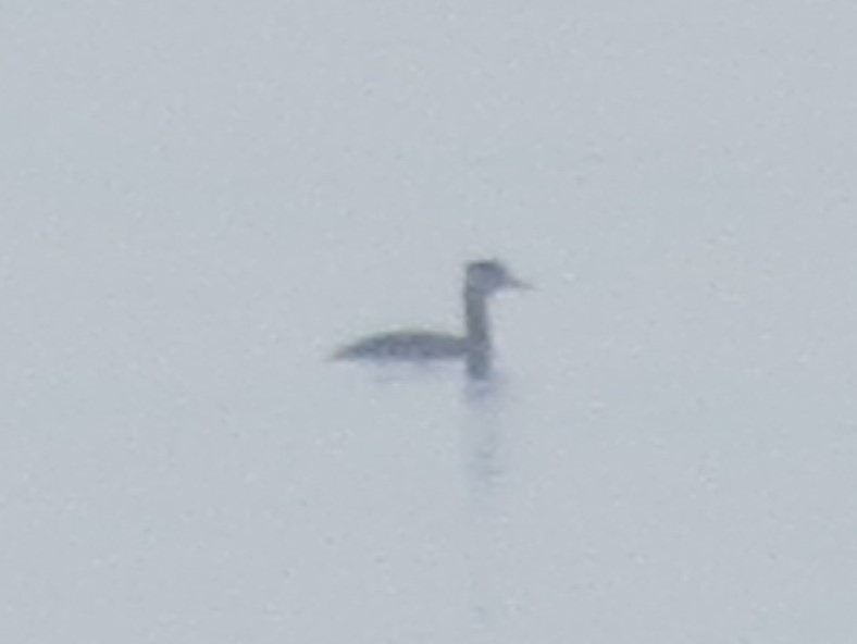 Red-necked Grebe - ML611940981