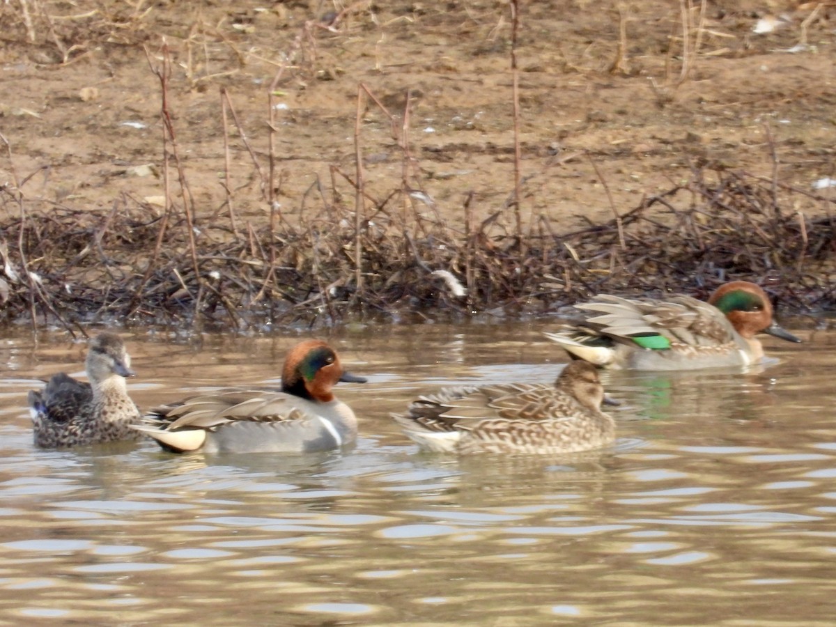 Green-winged Teal - ML611940988