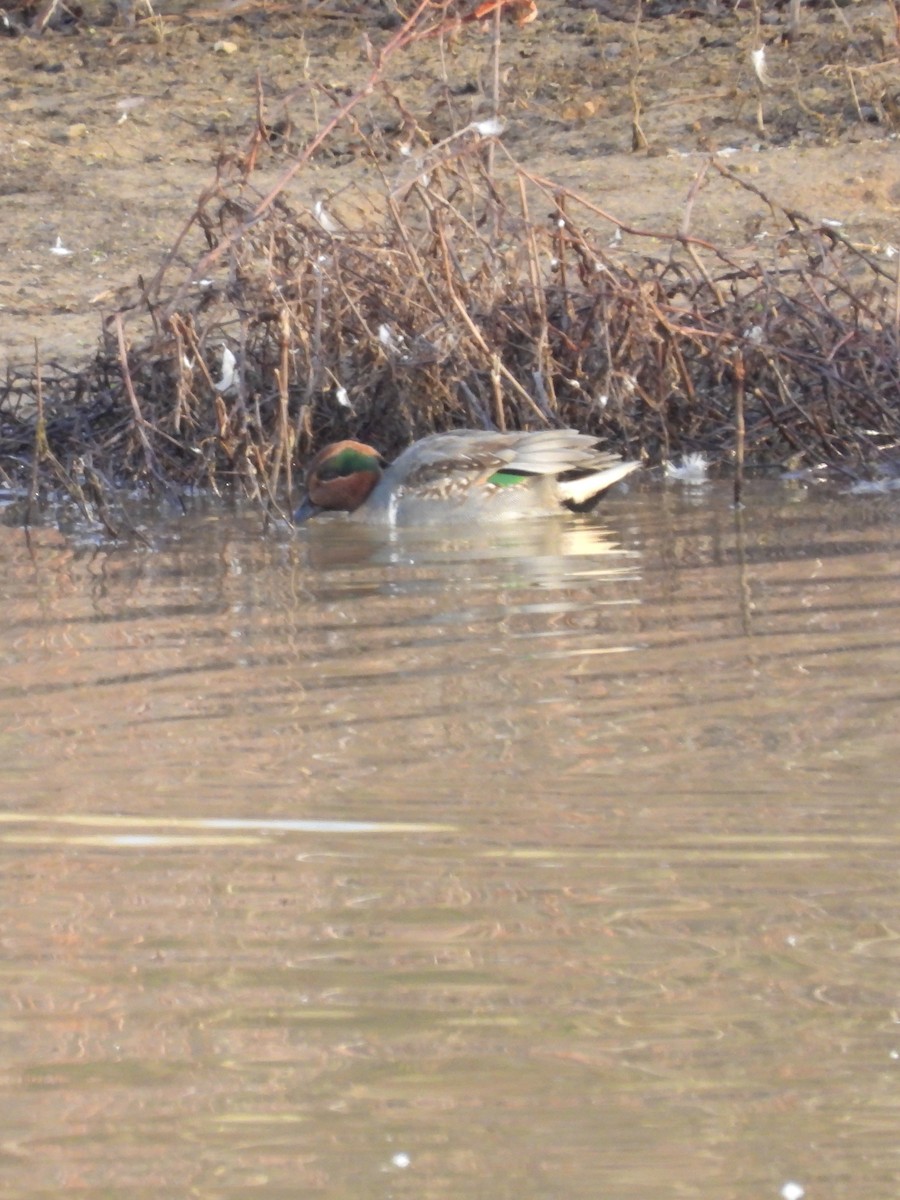 Green-winged Teal - ML611940989