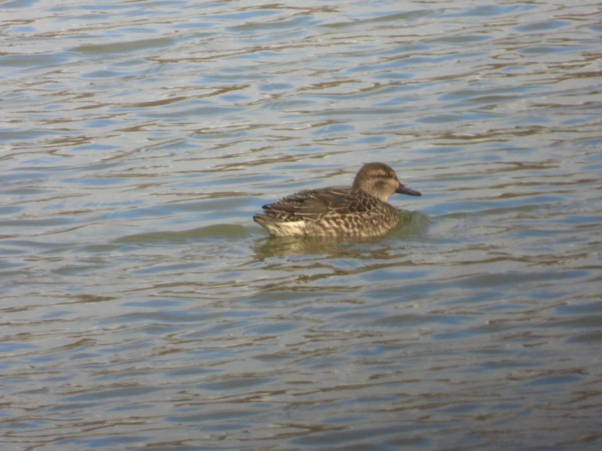 Green-winged Teal - ML611940990