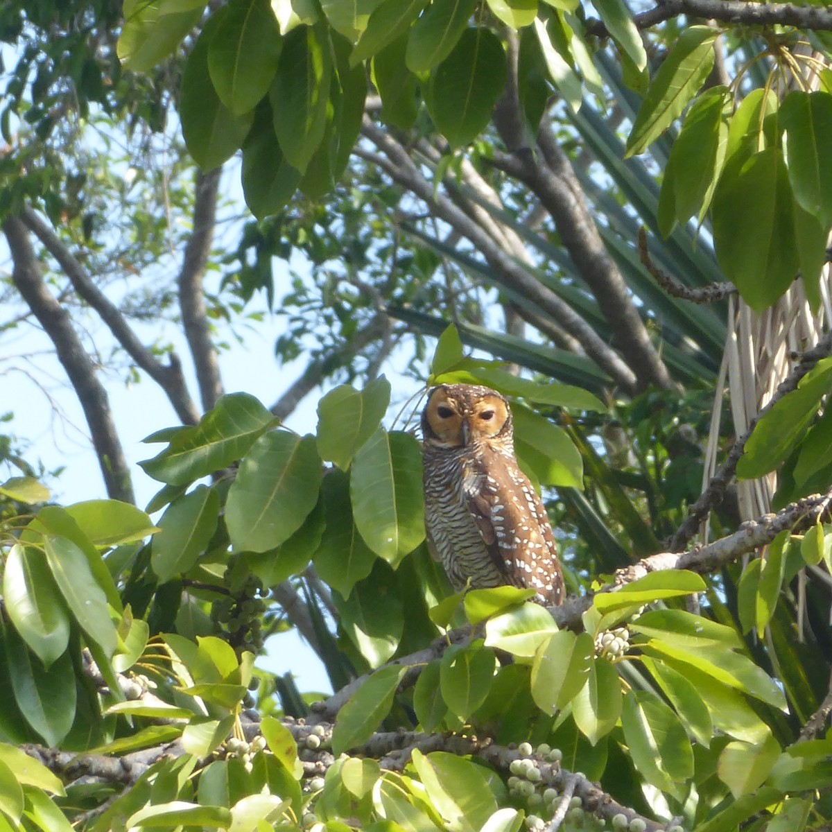 Spotted Wood-Owl - Ann Kovich