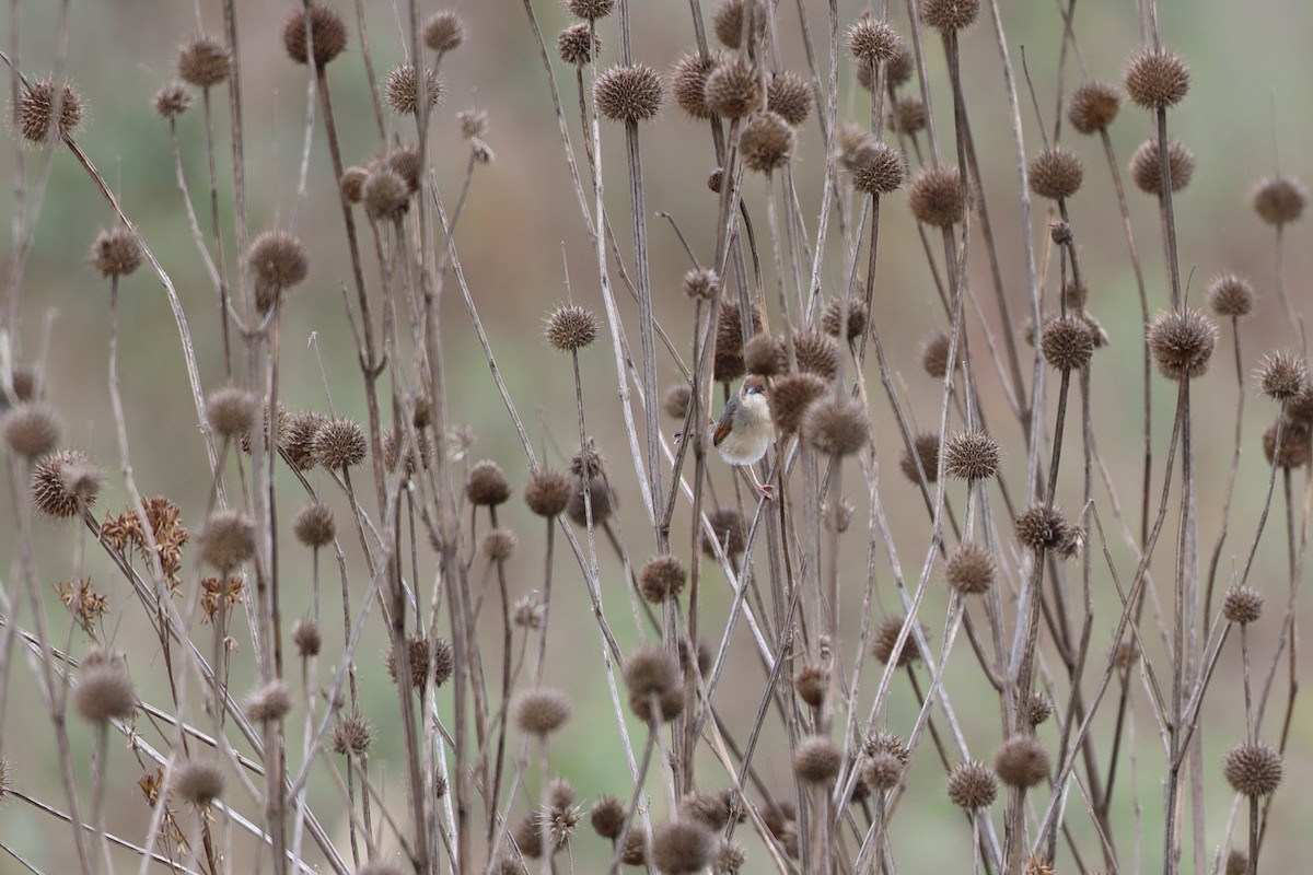 Singing Cisticola - ML611941171