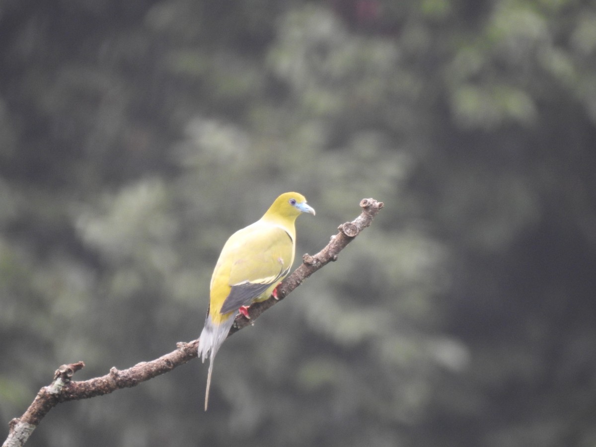 Pin-tailed Green-Pigeon - ML611941234