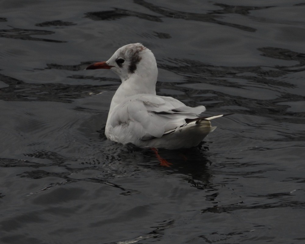 Mouette rieuse - ML611941258