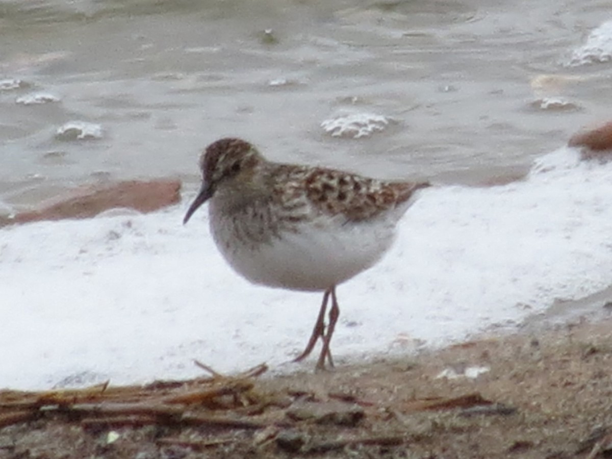 Least Sandpiper - ML611941260