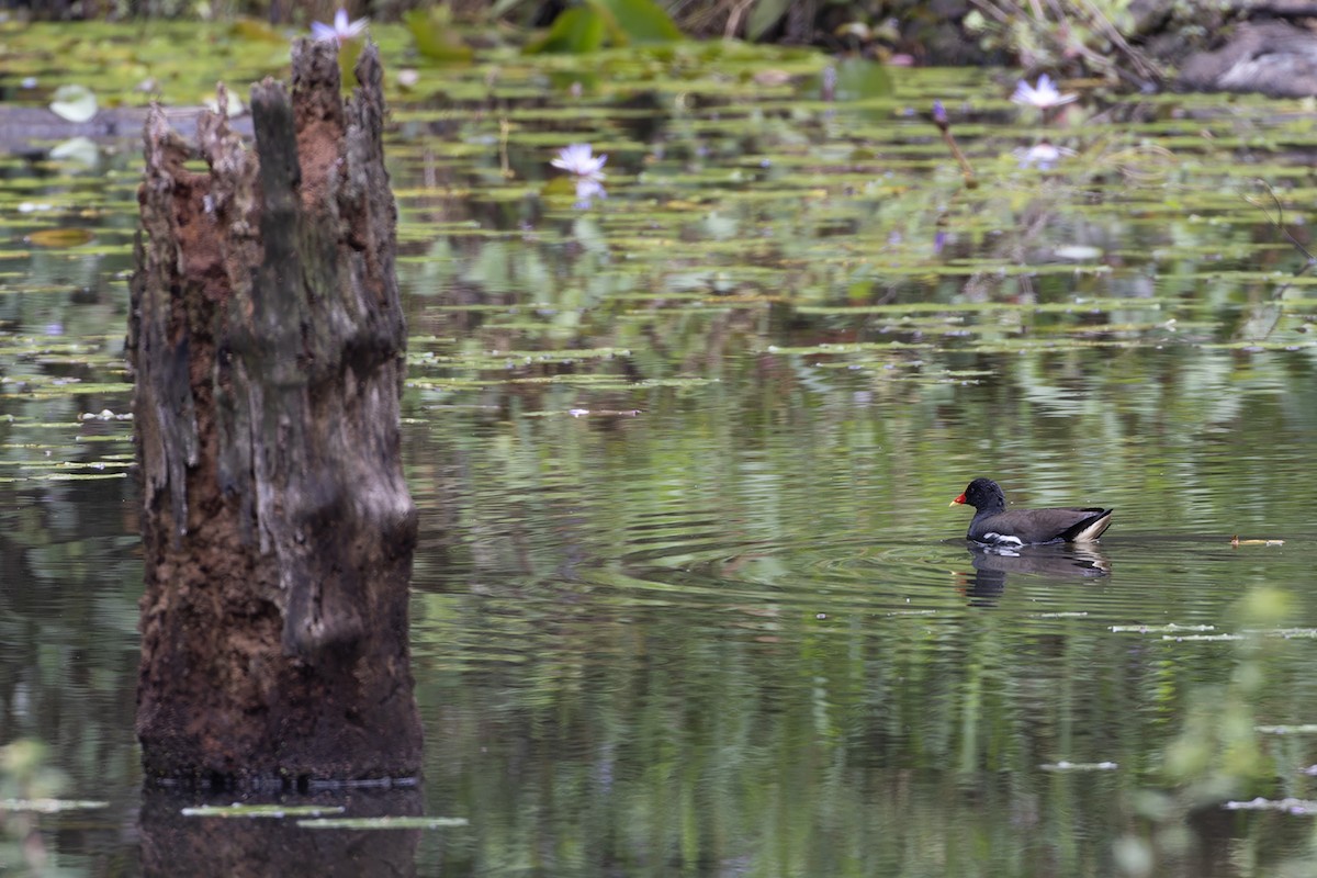 Eurasian Moorhen - ML611941322