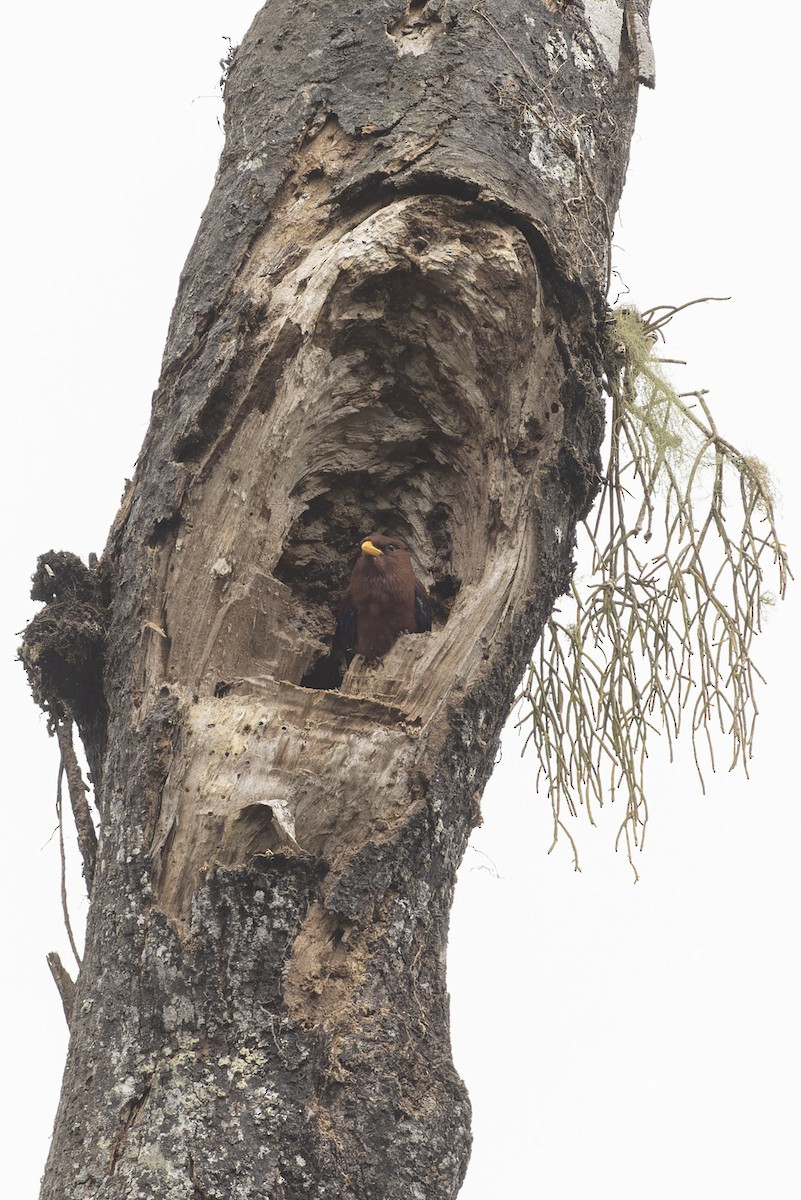 Broad-billed Roller - Michael Todd