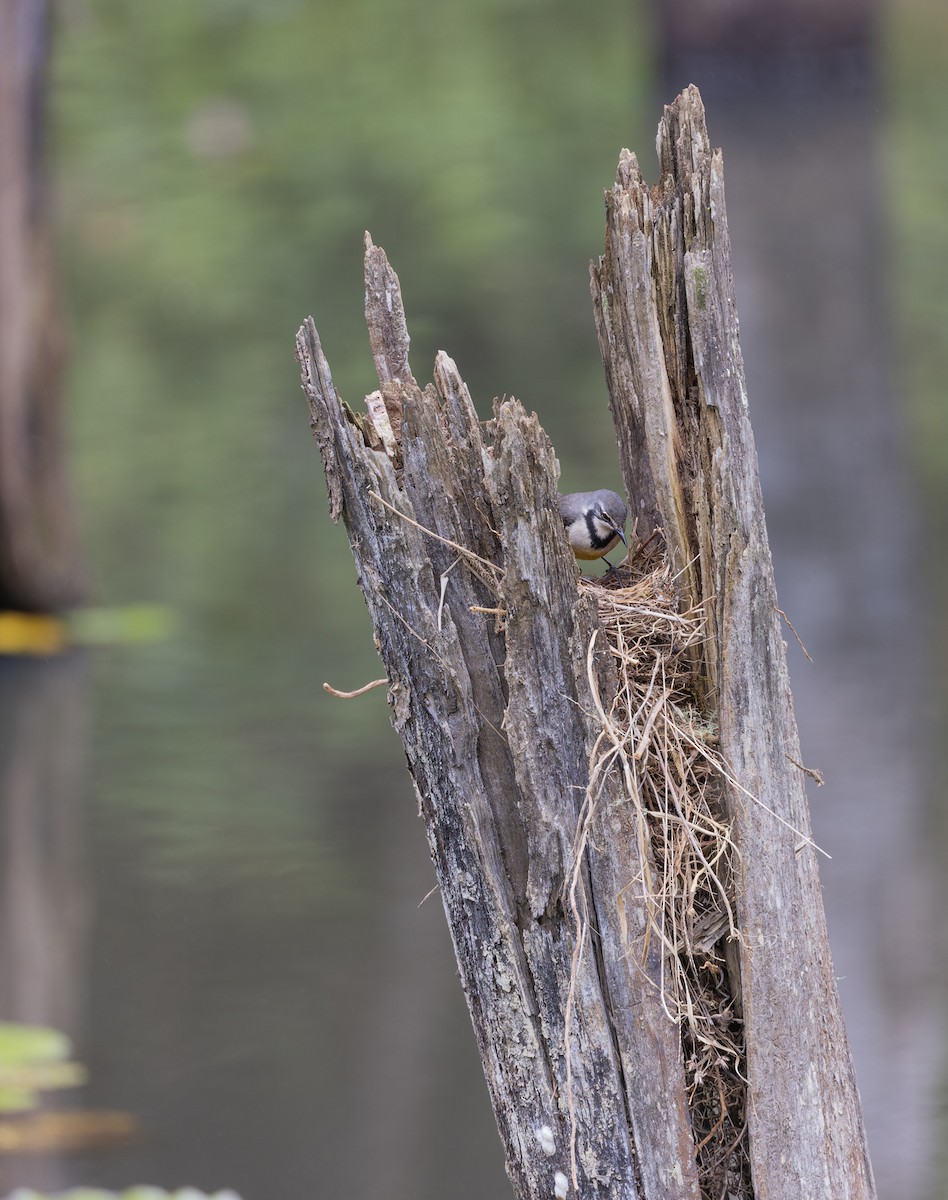 Madagascar Wagtail - ML611941348